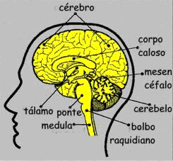 Portal do Professor - Sistema nervoso